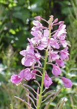 Fireweed