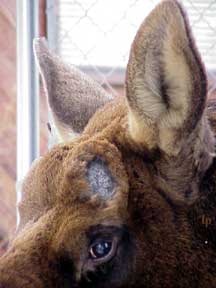 Moose closeup