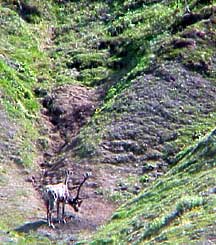 Caribou in Denali National Park