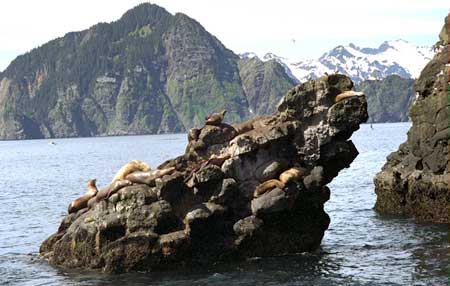 Seals sunning