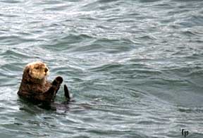 Sea otter