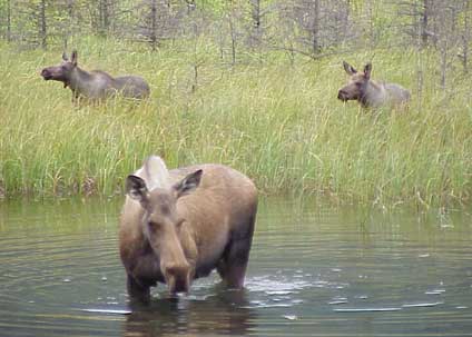 three moose